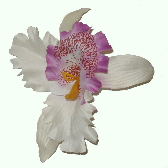 головки цветов орхидея